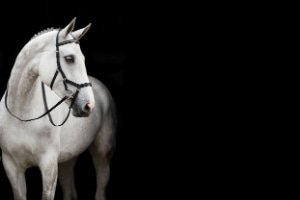 Hoofdstellen Paard