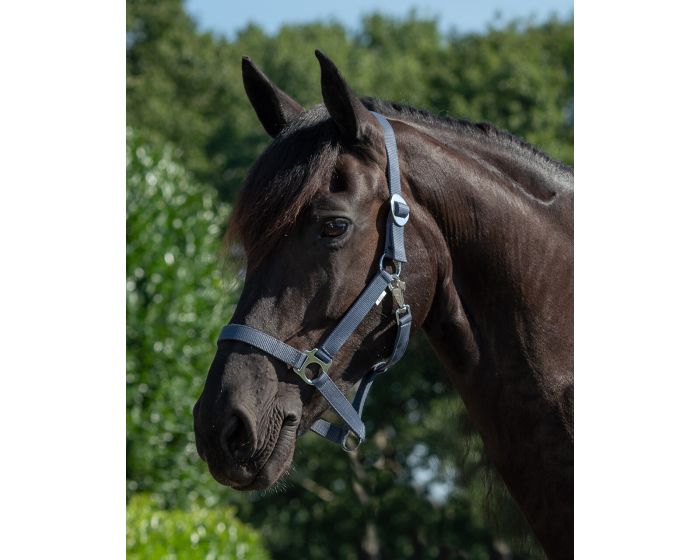 Verenigde Staten van Amerika sturen Verpersoonlijking QHP Halster schuif koop online | Minihorseshop.nl Verenigde Staten van Amerika sturen Verpersoonlijking QHP Halster schuif koop online | Minihorseshop.nl