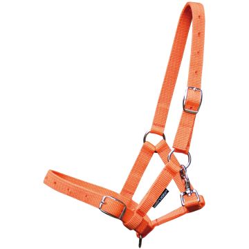 Harry's Horse Veulenhalster paard Full Veulen Oranje