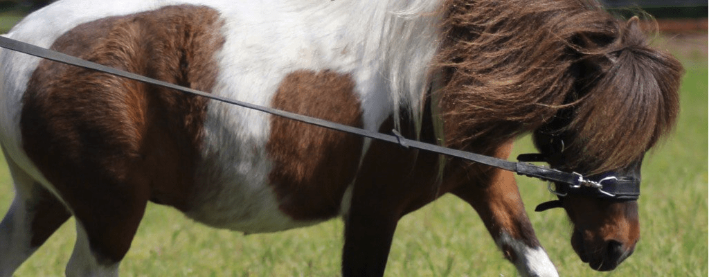 Longeren: Een goede training voor jouw paard!